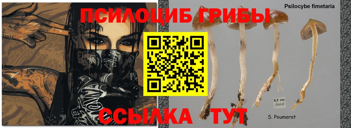 Псилоцибиновые грибы MAGIC MUSHROOMS  Галлюциногенные грибы Cubensis  Вход с VPN  где купить наркоту  Жигулёвск 